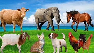 Animal Sound Compilation  Cat Dog Goat Horse Cow Chicken  Animal School [upl. by Ilrebma]