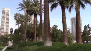 Washingtonia filifera California Fan Palm [upl. by Anirat703]