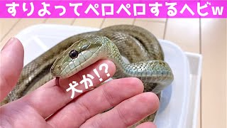 べた慣れのかわいいアオダイショウちゃんとたわむれてみた【蛇の飼育】♦️I played with the rat snake [upl. by Krahmer126]