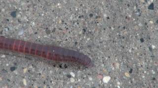 Earthworm Lumbricus Locomotion [upl. by Assilrac]