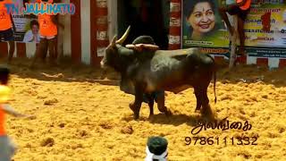 Best Jallikattu Veeran [upl. by Kubis]