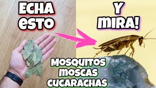 APLICA esto y en 2 HORAS no tendrás más moscas mosquitos y cucarachas Repelente casero de laurel [upl. by Nivrem905]