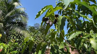 Growing Chinese olives in Thailand [upl. by Atwater]