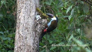 Birds of Central Colombia part two Western slope central Andes and Cocora valley [upl. by Critchfield]