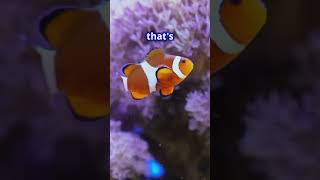 The Clownfish Natures Gender Bending Wonder [upl. by Innek]