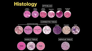 Introduction to Histology [upl. by Jehiel]