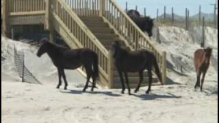 Official Wild Horses Of Corolla [upl. by Aiyotal]