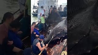 Giant Sea Monsters Caught by Fishermen 🐙🎣GiantSeaCreatures FishingDiscoveries OceanMysteries [upl. by Dulcinea138]