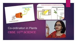 PhototropismChemotropismGeotropismHydrotropismCoordinationInPlantsCBSE10thBiology [upl. by Aihsemat858]