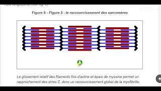 TS spé La contraction musculaire [upl. by Waechter]