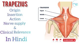 Trapezius muscle in hindiorigin insertionnerve supplyactionampclinical anatomytrapeziusanatomy [upl. by Winser]