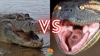 BLACK CAIMAN VS ANACONDA  Who is King of the Reptiles [upl. by Adnomar]