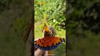 Royal Flycatcher  The Bird with a Crown of Feathers shorts [upl. by Emerej]