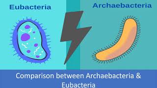 Comparison between Archaebacteria and Eubacteria [upl. by Anelak]