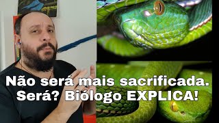 Descartado o sacrifício da Víbora Asiática Será mesmo Biólogo das Serpentes [upl. by Trout925]