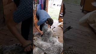 The Sheep Shearing  Wool Removing [upl. by Snilloc]