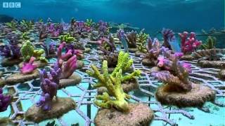 Coral Gardening  South Pacific  BBC Earth [upl. by Kidd]