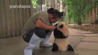 keeper encourages the panda cub to walk [upl. by Atselec]