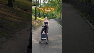 Why I bought my dog a stroller [upl. by Ettie]