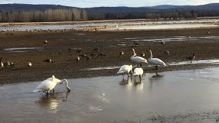 Spring migration at Creamers Field in Fairbanks [upl. by Edyaj]