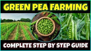 Green Pea Farming  How to grow Green Peas from Seed at Home  Green Pea Cultivation [upl. by Nynnahs]