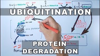 Ubiquitination of Proteins and Protein Degradation [upl. by Corel]