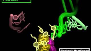 Mechanism of Action of the Antibiotic CHLORAMPHENICOL on the 70S Ribosome [upl. by Auqinehs65]