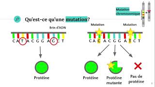 Les mutations 🧬 [upl. by Skurnik]