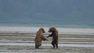 Alaskan Brown Bear Feud [upl. by Ann]