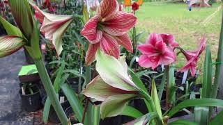 Bed of amaryllis with WOW factor 4 10 18 [upl. by Buhler]