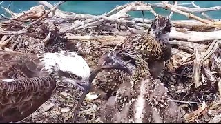 11624 Port Lincoln Ospreys Wilko and Kasse are one month old [upl. by Breeze982]