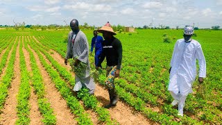 Thione Niang aux champs d’arachidesJeufZone Baol Diourbel [upl. by Killian]