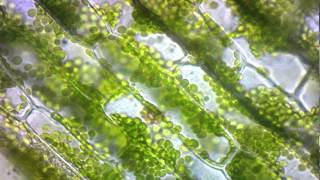 elodea cytoplasmic streaming [upl. by Annaigroeg]