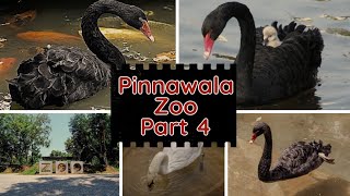 Pinnawala Zoo  Part 4  Swam Pond  Rambukkana Sri Lanka [upl. by Eilrak987]