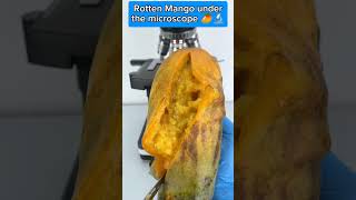 Rotten Mango under the microscope microscope science facts [upl. by Hickey]