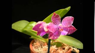 Orchid TimeLapse Phal lueddemanniana Woodlawn [upl. by Izzy]