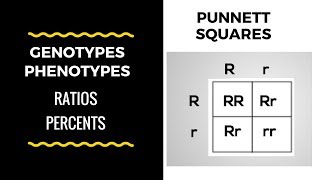 Genotype and Phenotype Ratios and Percents  Punnett Square Basics [upl. by Dannel]