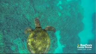 Honaunau Bay Snorkeling with Boss Frogs [upl. by Sonahpets744]