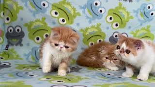 Exotic shorthair kittens of Majestymeow Cattery [upl. by Madaras]