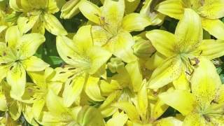 The difference between daylilies and lilies [upl. by Parish]