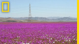 See One of Earth’s Driest Places Experience a Rare Flower Boom  National Geographic [upl. by Heilman]