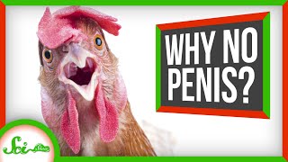 Why Did the Rooster Lose Its Penis [upl. by Tinor]