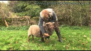 Putting on a Ram Harness with Adam Henson [upl. by Filippa]