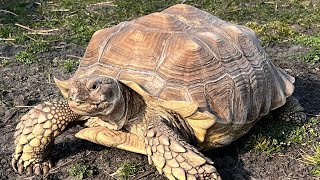 2024 tortoise season has arrived  What’s this season bring  🐢 [upl. by Dianuj]