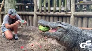 Animals Smash HUGE Watermelons in ONE BITE Compilation  Alligator  Hippo  Turtle  Elephant 2020 [upl. by Ayita]