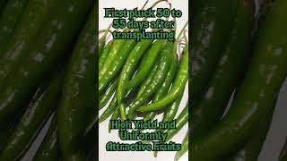 Athena Hybrid F1 Chilli Seeds  Kai Seeds [upl. by Ronica]