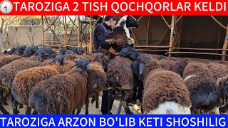 TAROZIGA 2 TISH QOCHQORLAR KELDI ARZON JOYDAN SHOSHILIG [upl. by Cleo]