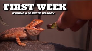 First Week Owning Your New Bearded Dragon  Beginner Tips [upl. by Winni893]