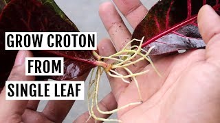 Grow Croton from Leaf in Water  No SOIL Needed [upl. by Euqinommod169]