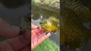 Blue gill on the 3wt flyfishing perch onthetly nymph panfish [upl. by Paderna]